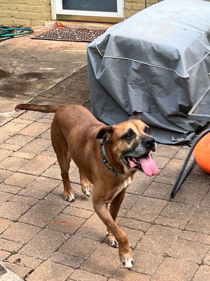 Royce, a Adoptable Boxer in Irwin, PA image 1/12