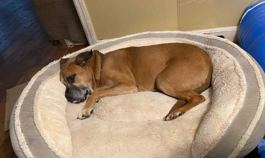 Enlarge Royce, a Adoptable Boxer in Irwin, PA image 12/12