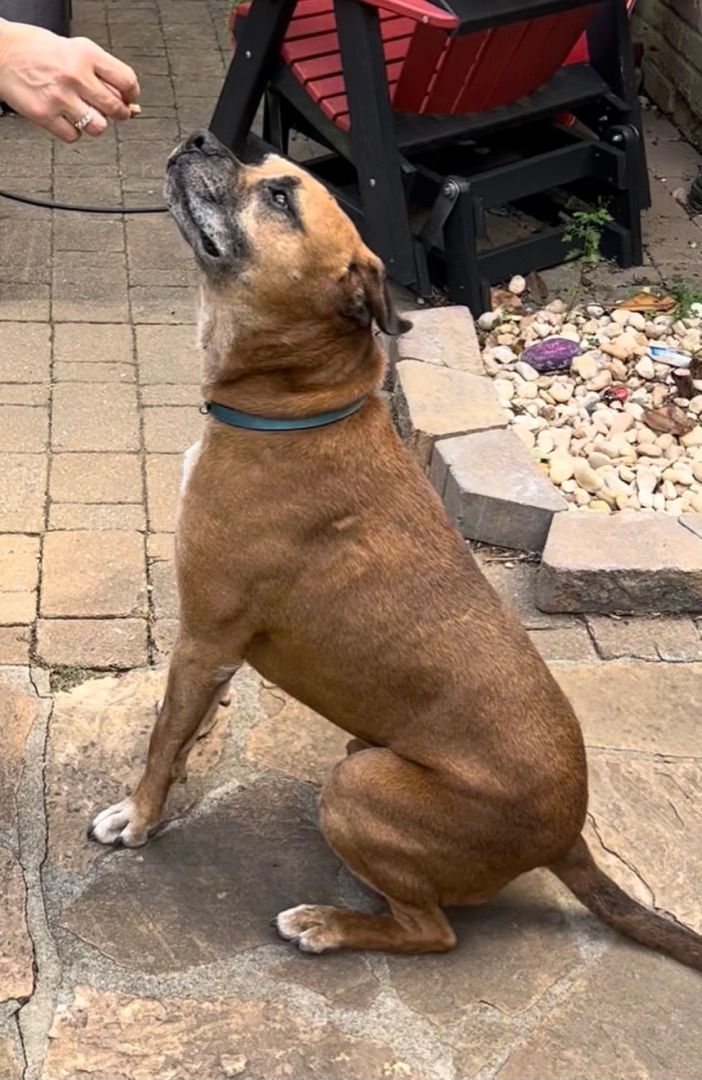 Royce, a Adoptable Boxer in Irwin, PA image 2/12