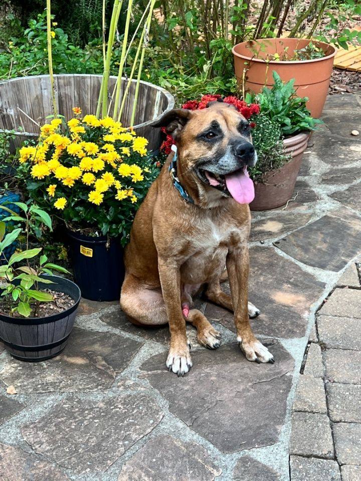 Royce, a Adoptable Boxer in Irwin, PA image 3/12