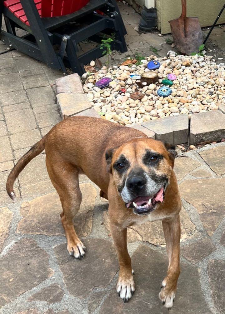 Royce, a Adoptable Boxer in Irwin, PA image 4/12