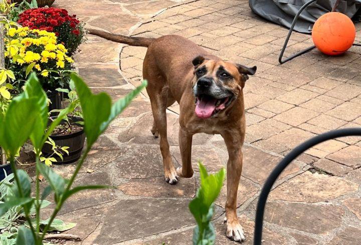 Royce, a Adoptable Boxer in Irwin, PA image 5/12