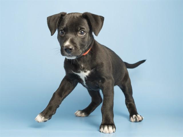 SAMMY, Adoptable, Puppy Male Pit Bull Terrier.