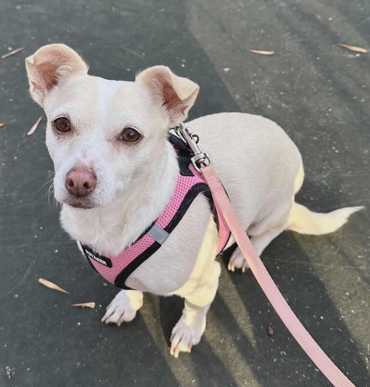 Enlarge Lily (looking for a foster), a Adoptable mixed breed in Ellicott City, MD image 1/4