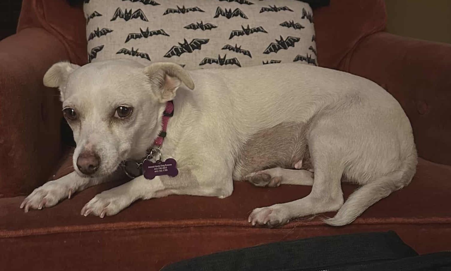 Enlarge Lily (looking for a foster), a Adoptable mixed breed in Ellicott City, MD image 2/4