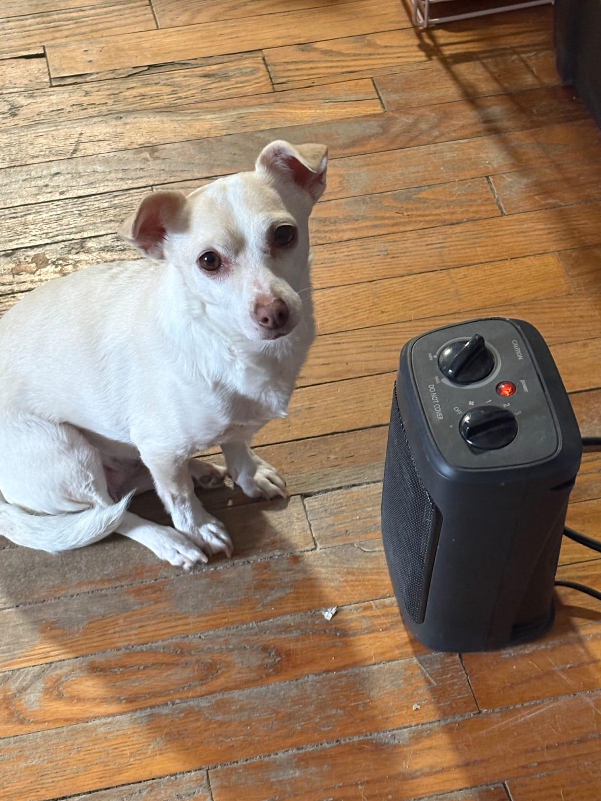 Enlarge Lily , a Adoptable mixed breed in Ellicott City, MD image 6/6