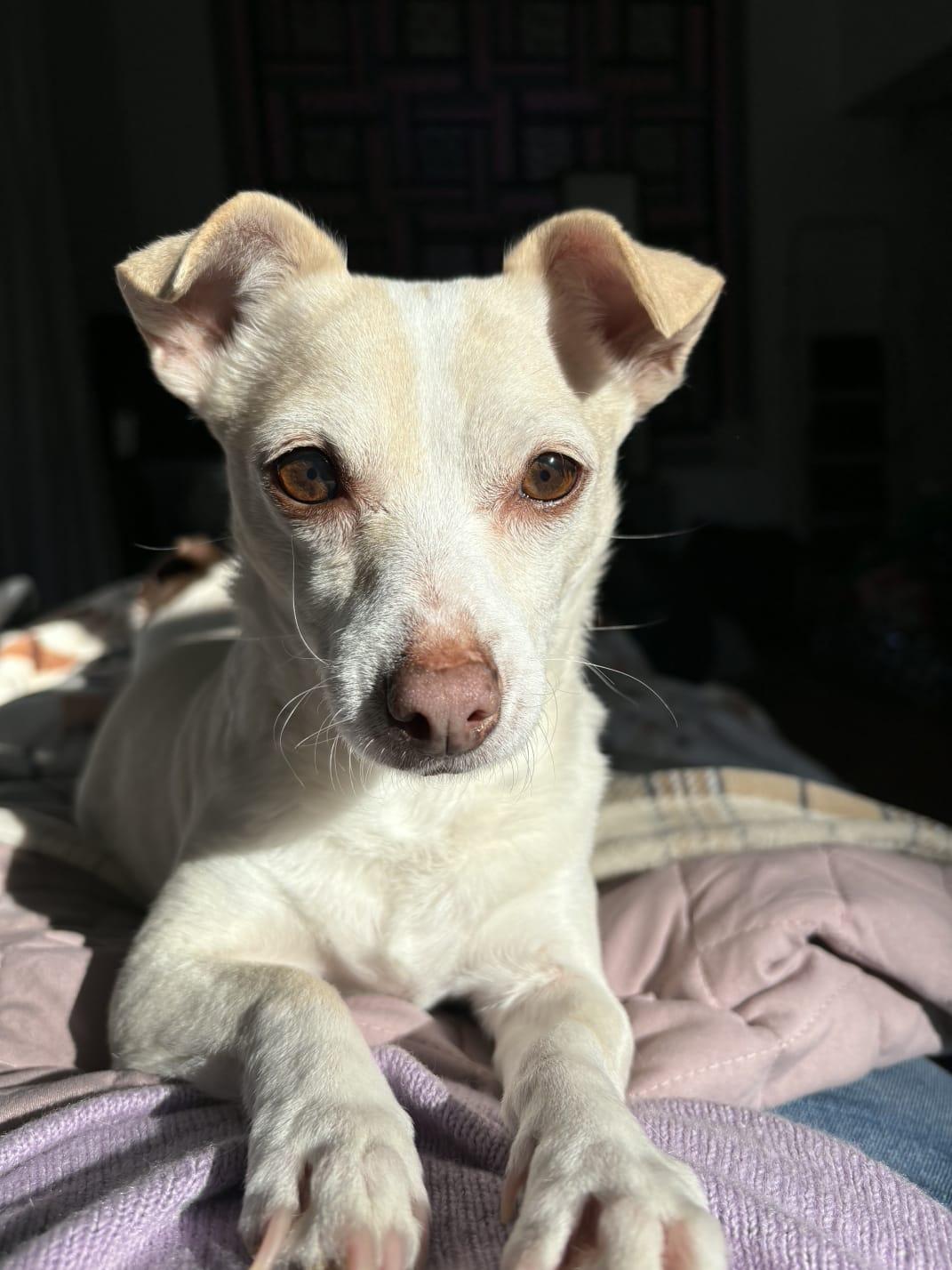 Lily (looking for a foster), Adoptable, Adult Female Chihuahua & Mixed Breed.