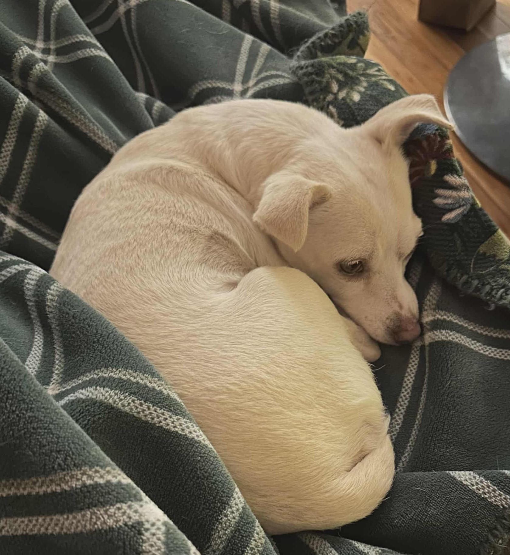 Enlarge Lily (looking for a foster), a Adoptable mixed breed in Ellicott City, MD image 3/4