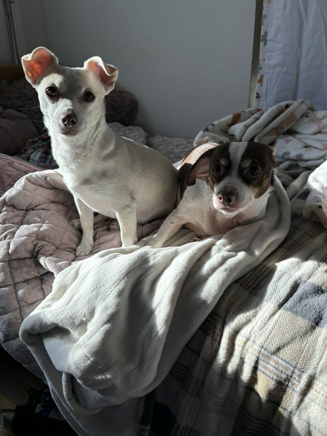 Enlarge Lily , a Adoptable mixed breed in Ellicott City, MD image 5/6