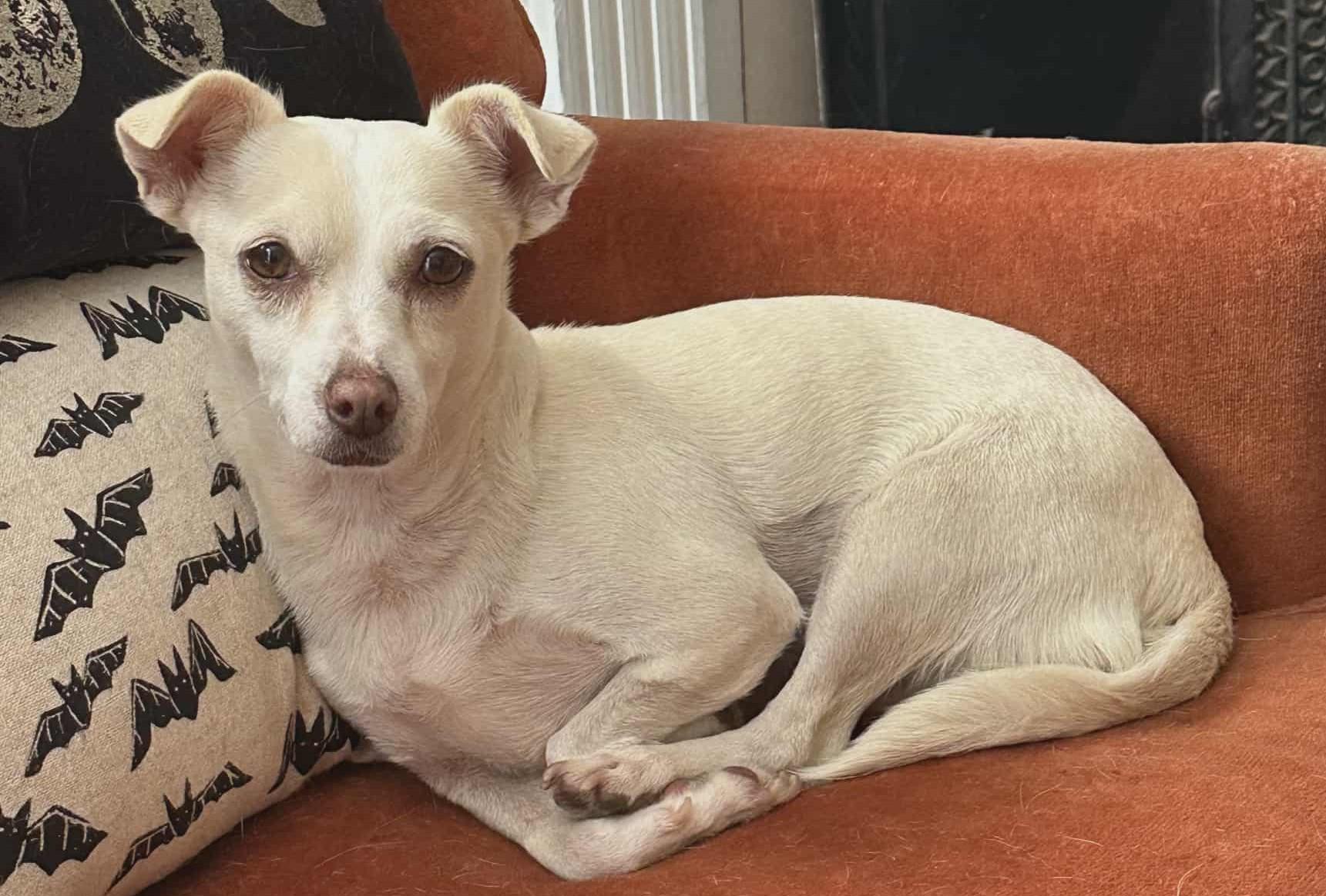 Enlarge Lily (looking for a foster), a Adoptable mixed breed in Ellicott City, MD image 4/4