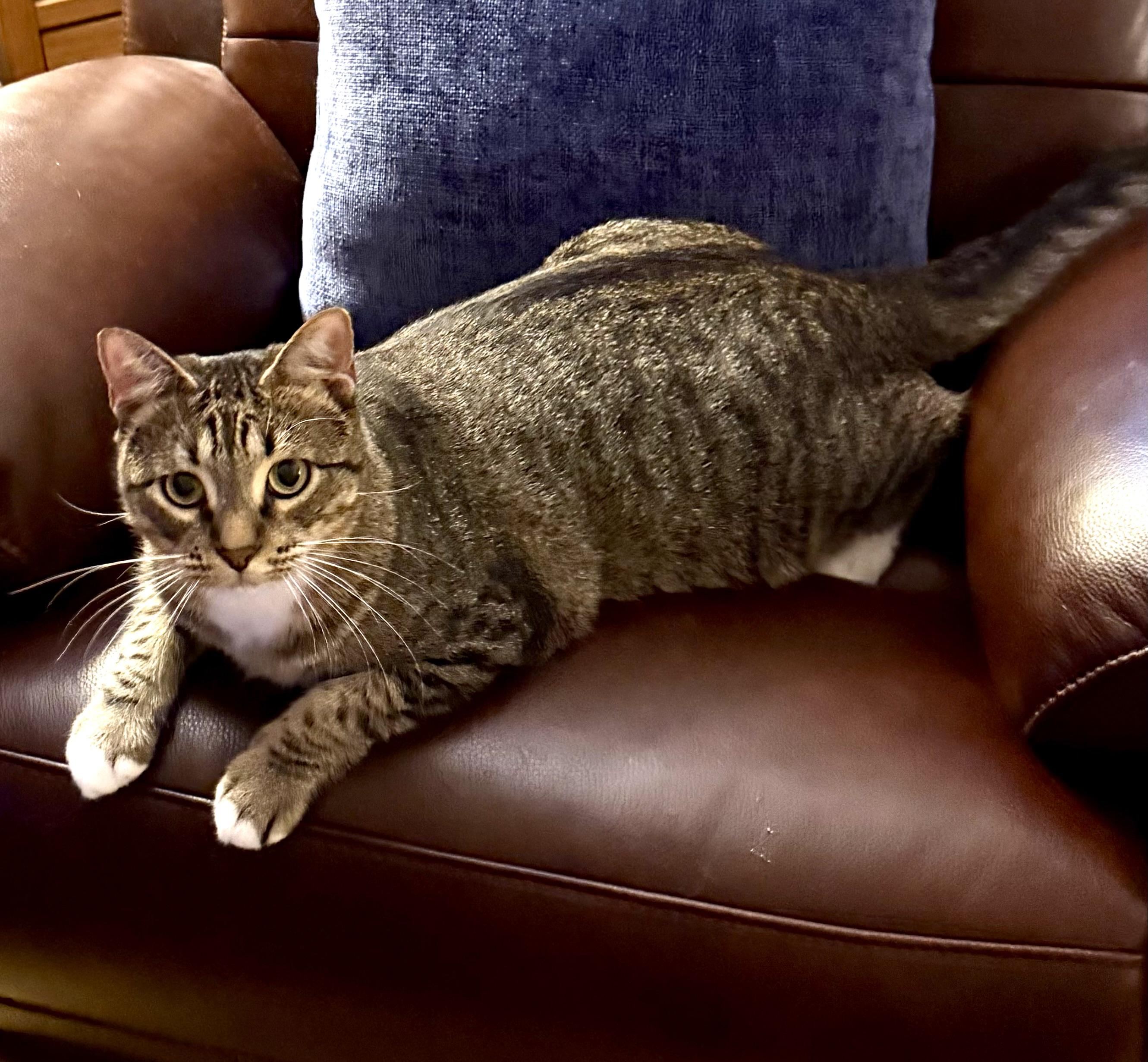 Jake - Riley Fuzzel FH DW