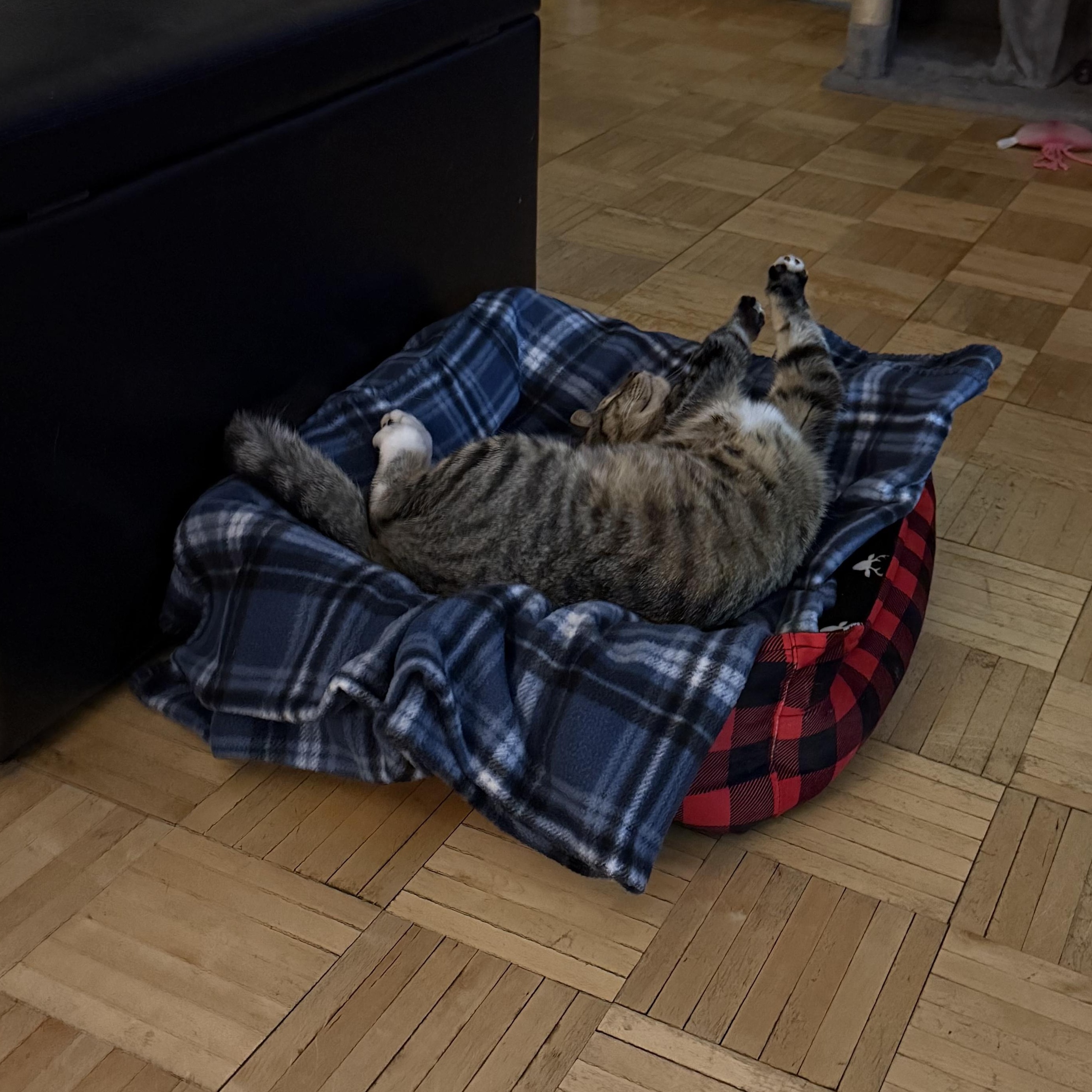 Jake - Riley Fuzzel FH DW — thumbnail 2