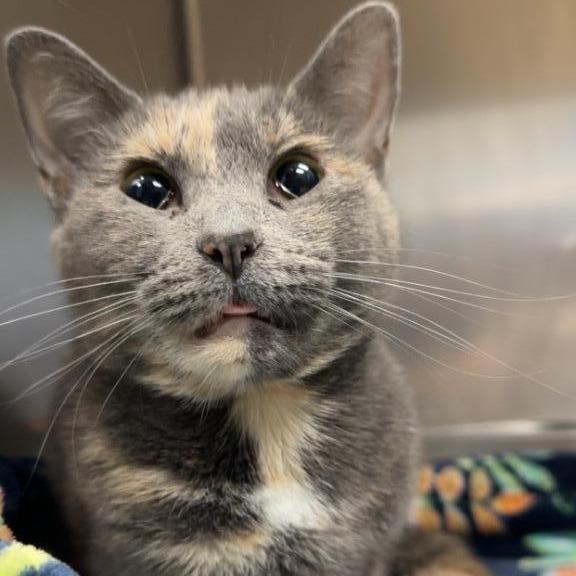 Chai, a Adoptable Domestic Short Hair in Henderson, KY image 1/2