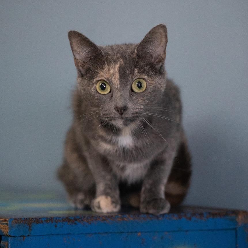 Chai, a Adoptable Domestic Short Hair in Henderson, KY image 2/2