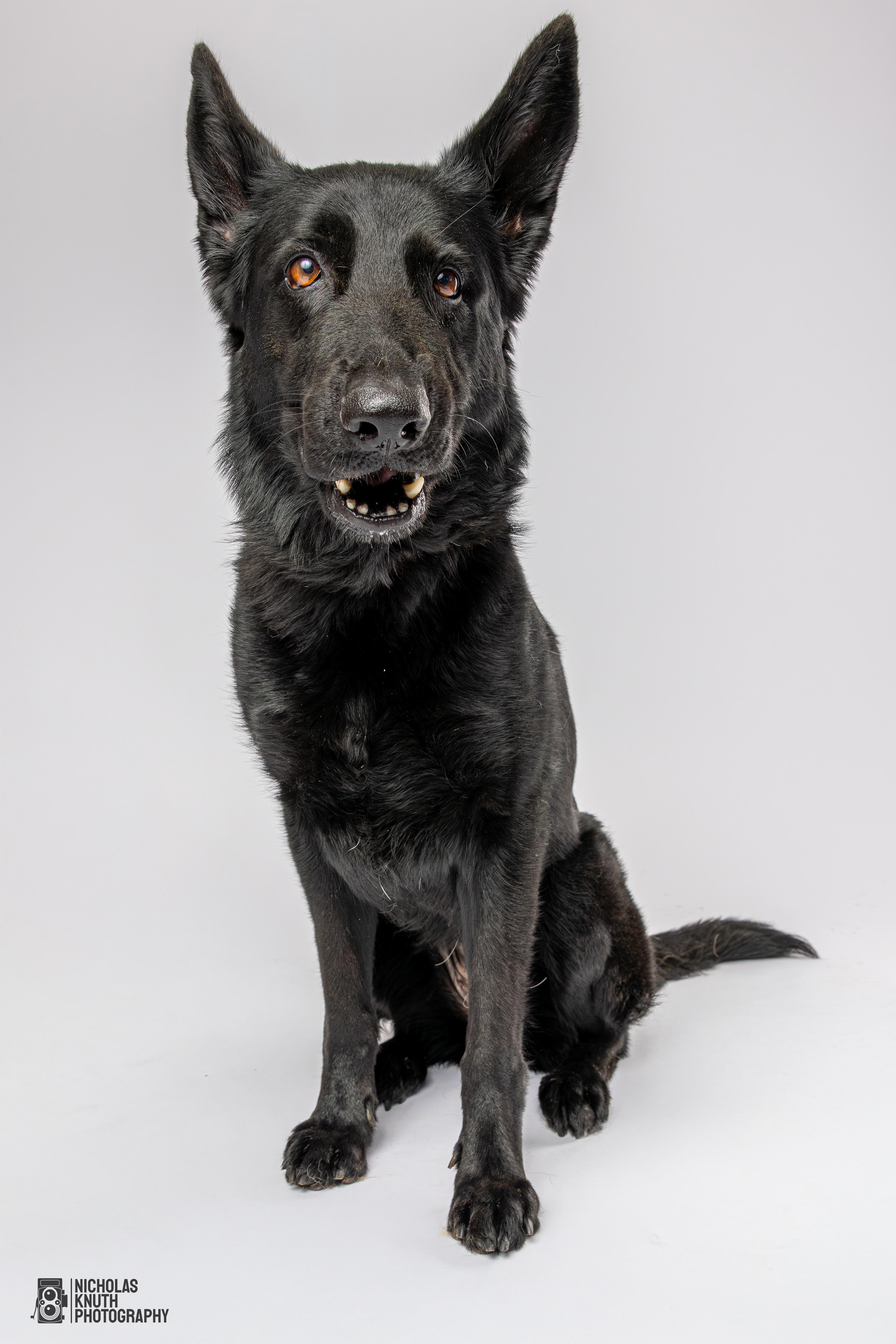 Zosia, Adoptable, Adult Female German Shepherd Dog.