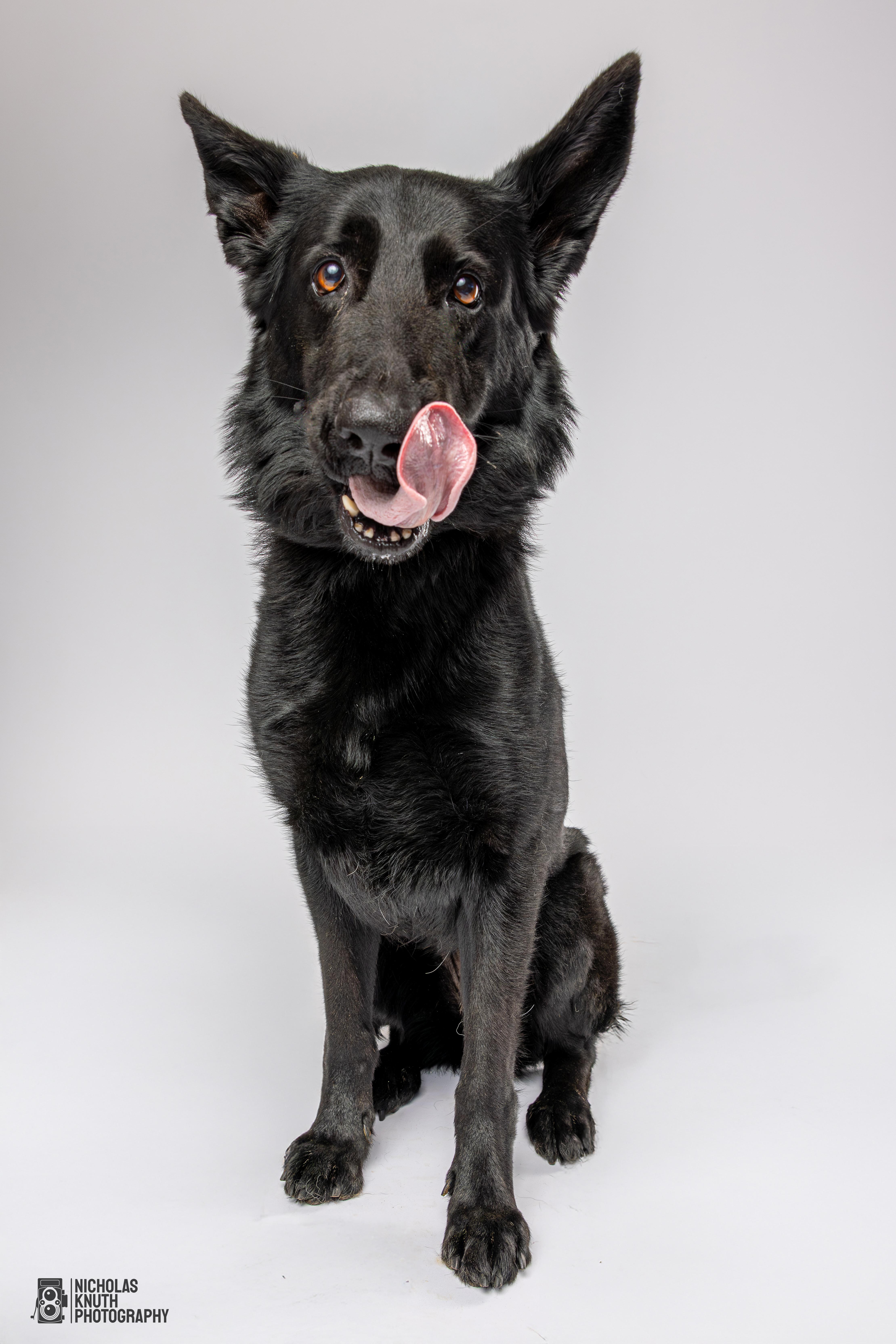 Zosia, a Adoptable German Shepherd Dog in Palatine, IL image 2/6