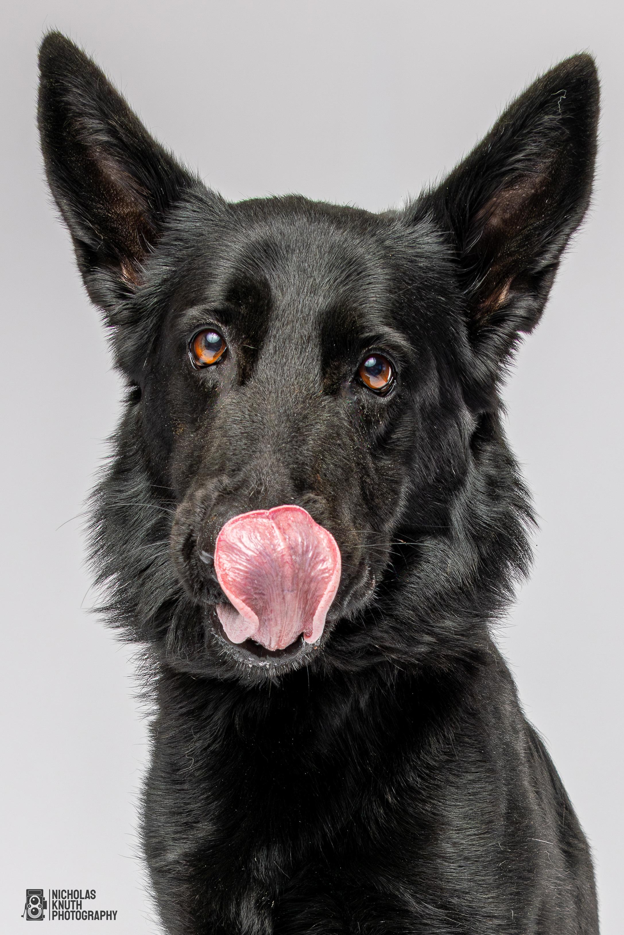 Zosia, a Adoptable German Shepherd Dog in Palatine, IL image 4/6
