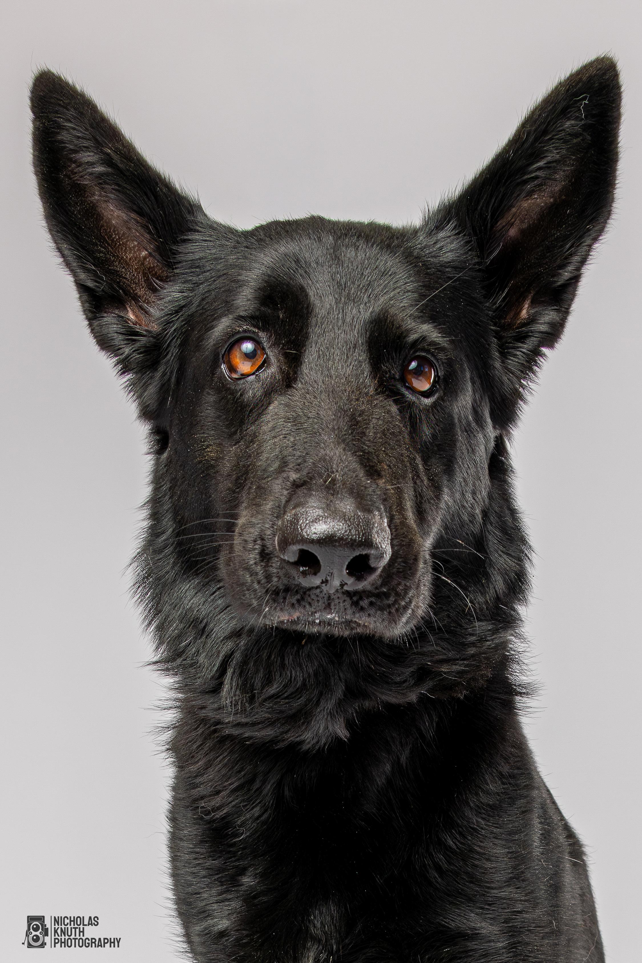 Zosia, a Adoptable German Shepherd Dog in Palatine, IL image 5/6