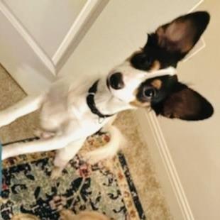 Winston, Adoptable, Young Male Mixed Breed.