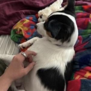 Winston, a Adoptable Mixed Breed in Williston, FL image 2/5