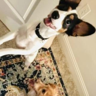 Winston, a Adoptable Mixed Breed in Williston, FL image 3/5