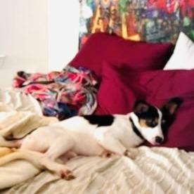 Winston, a Adoptable Mixed Breed in Williston, FL image 4/5