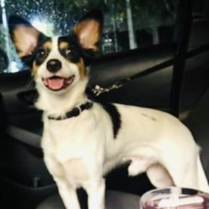 Winston, a Adoptable Mixed Breed in Williston, FL image 5/5