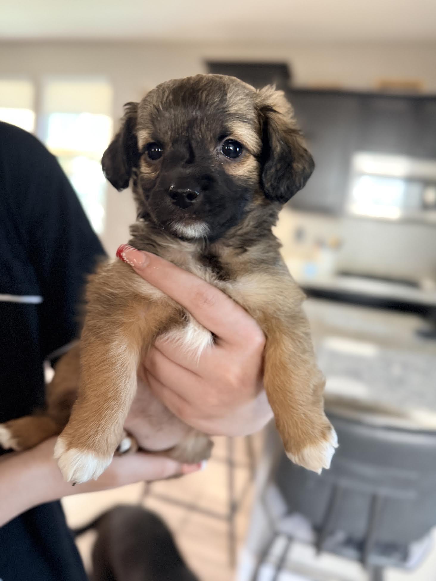 Enlarge Pixel, an adopted mixed breed in Las Vegas, NV image 2/2