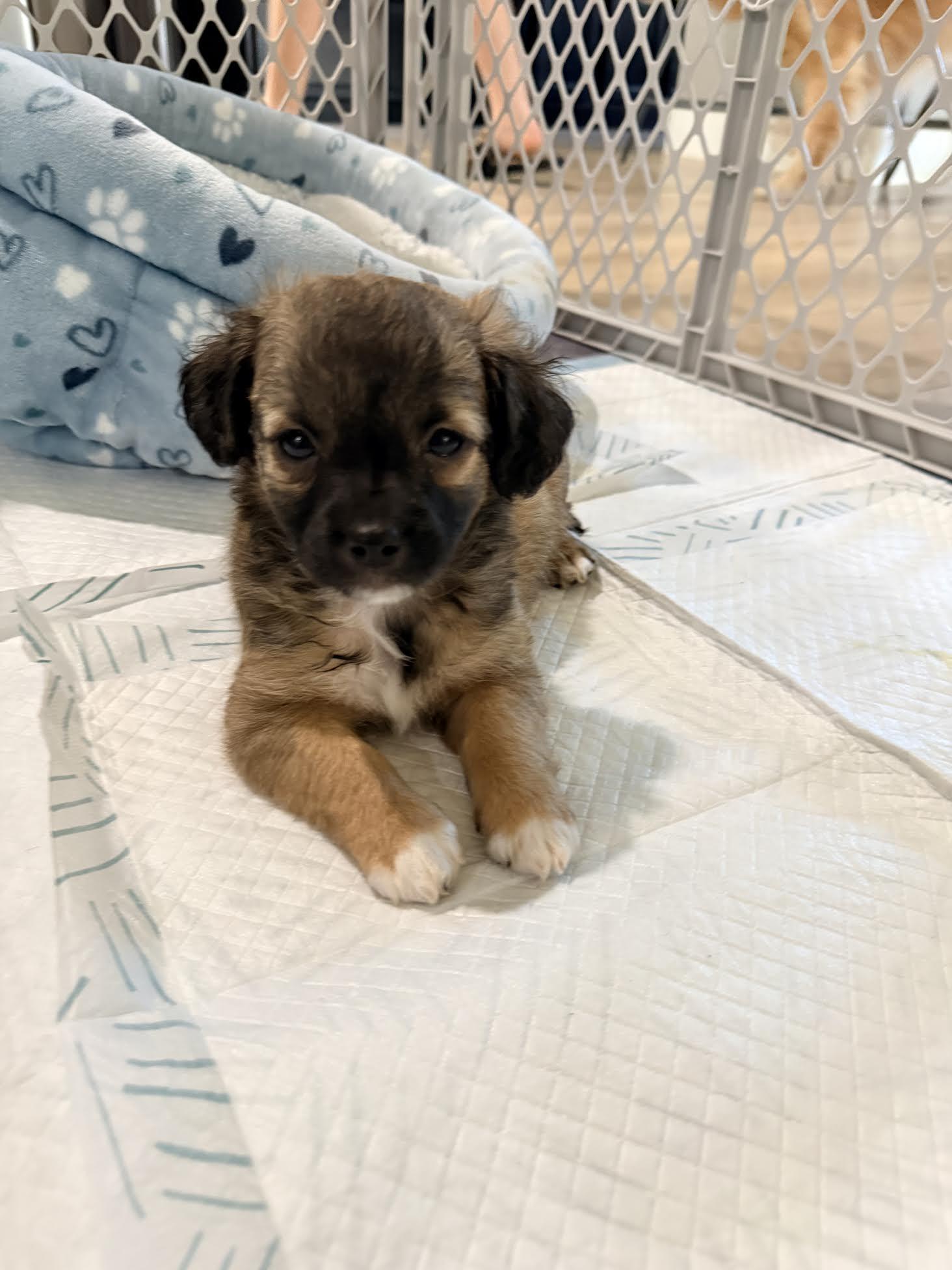 Pixel, adopted, Puppy Male Havanese & Shih Tzu.