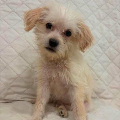 Enlarge Kellan, a Adoptable mixed breed in Alma, WI image 2/6