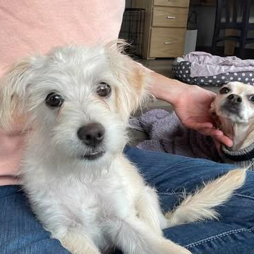 Enlarge Kellan, a Adoptable mixed breed in Alma, WI image 6/6
