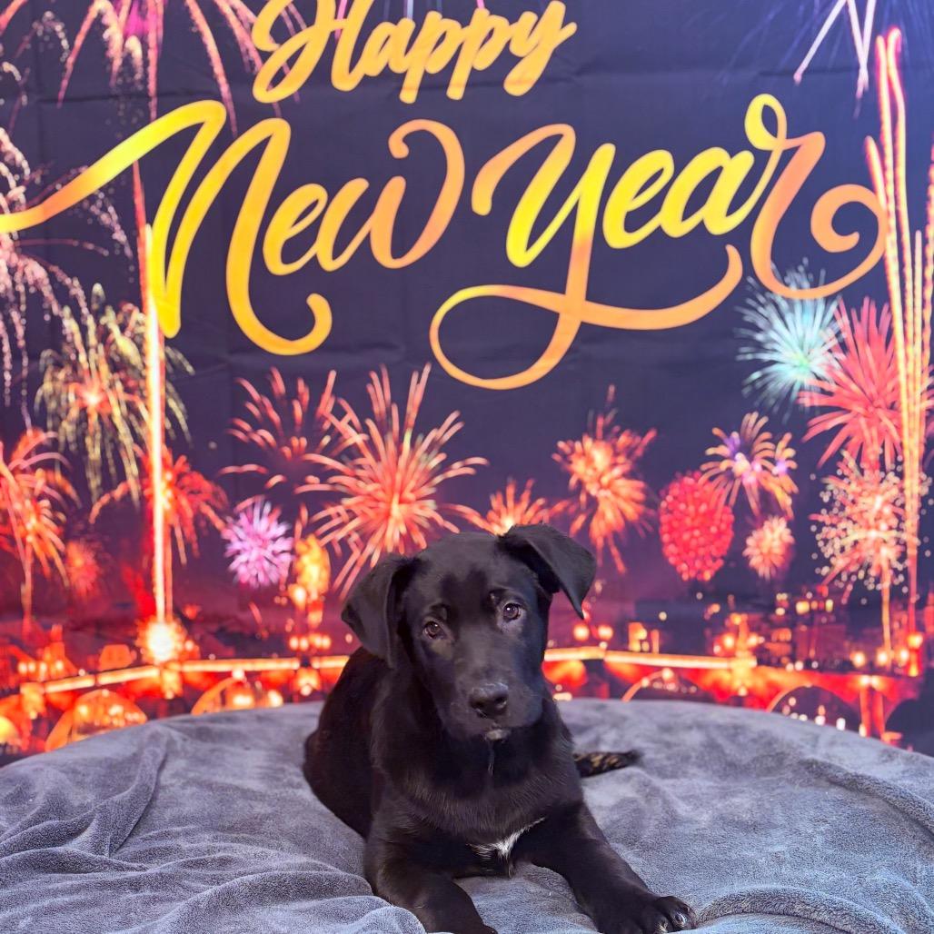 Enlarge Odin , an adoptable mixed breed in Fenton, MI image 2/2