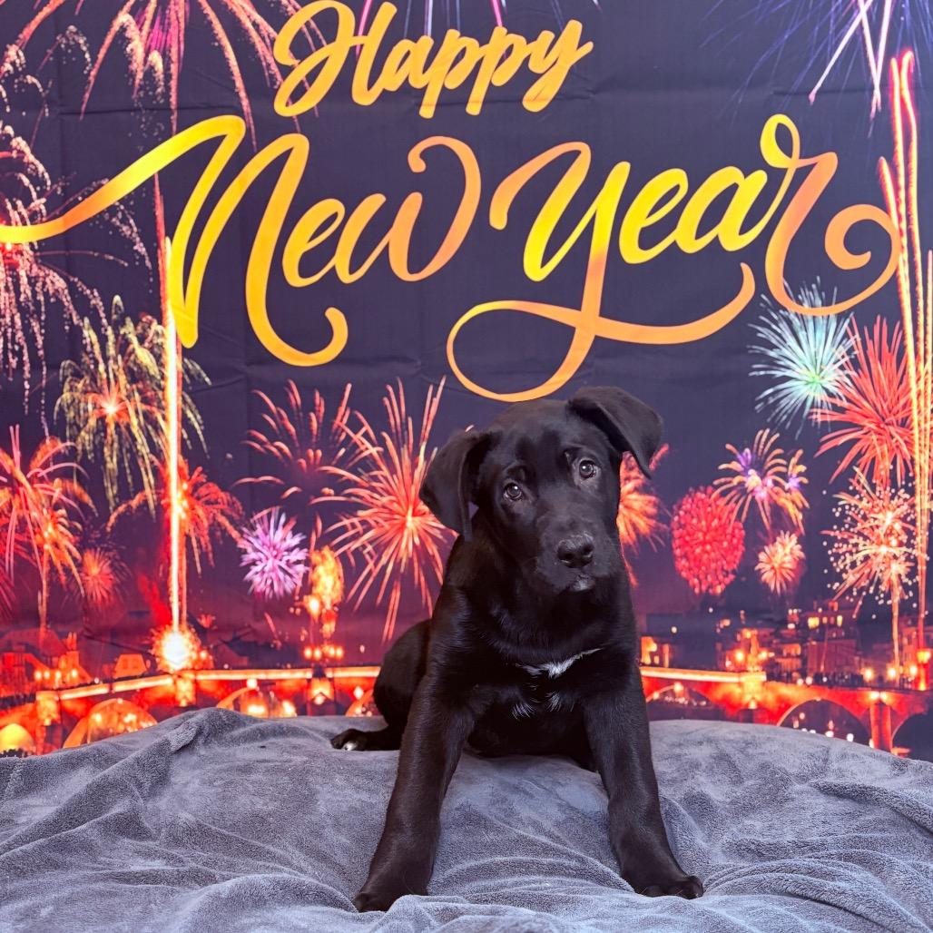 Enlarge Odin , an adoptable mixed breed in Fenton, MI image 1/2