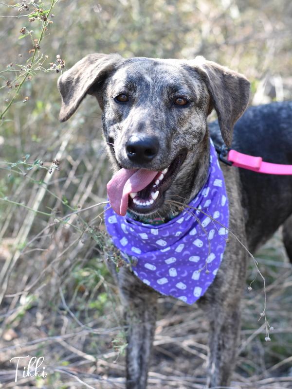 Tikki, Young Female Dutch Shepherd