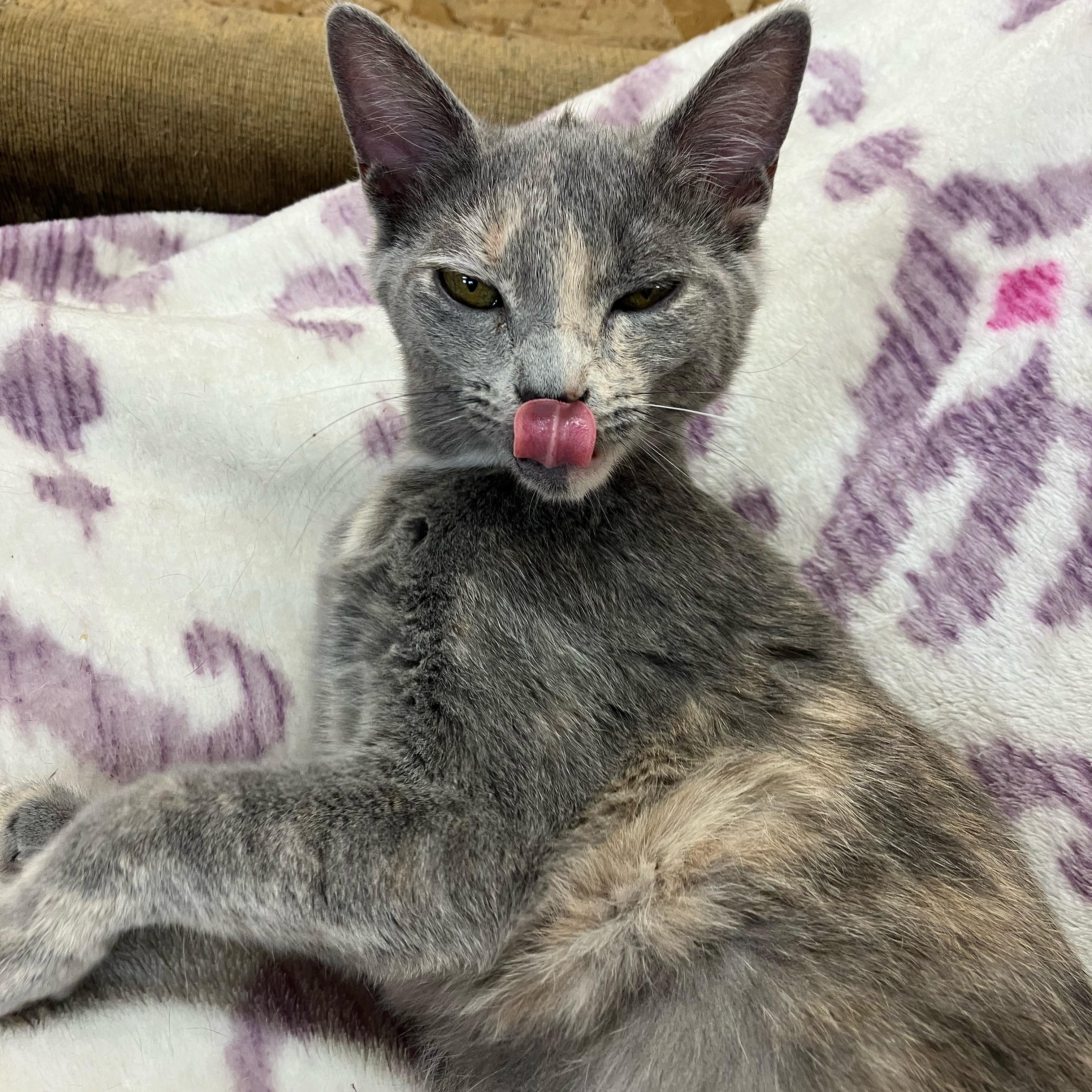 Enlarge Pewter and Platinum, a ADOPTABLE Domestic Short Hair in Portland, OR image 3/4