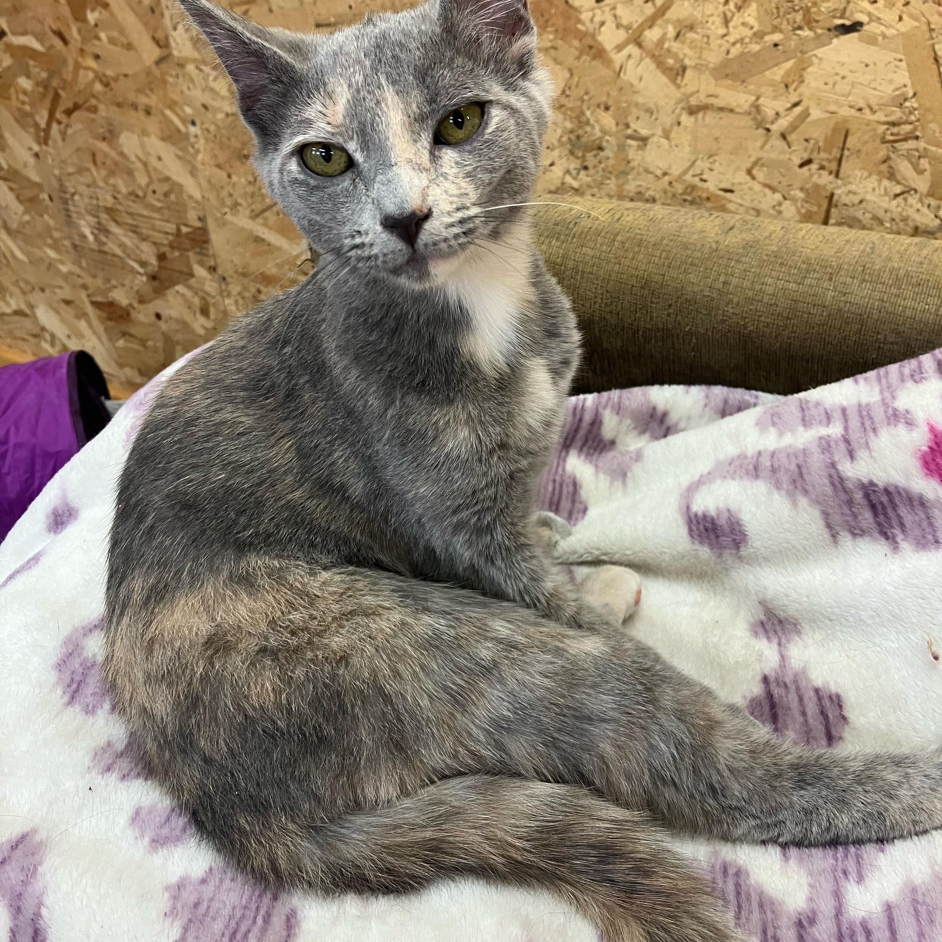 Enlarge Pewter and Platinum, a ADOPTABLE Domestic Short Hair in Portland, OR image 2/4