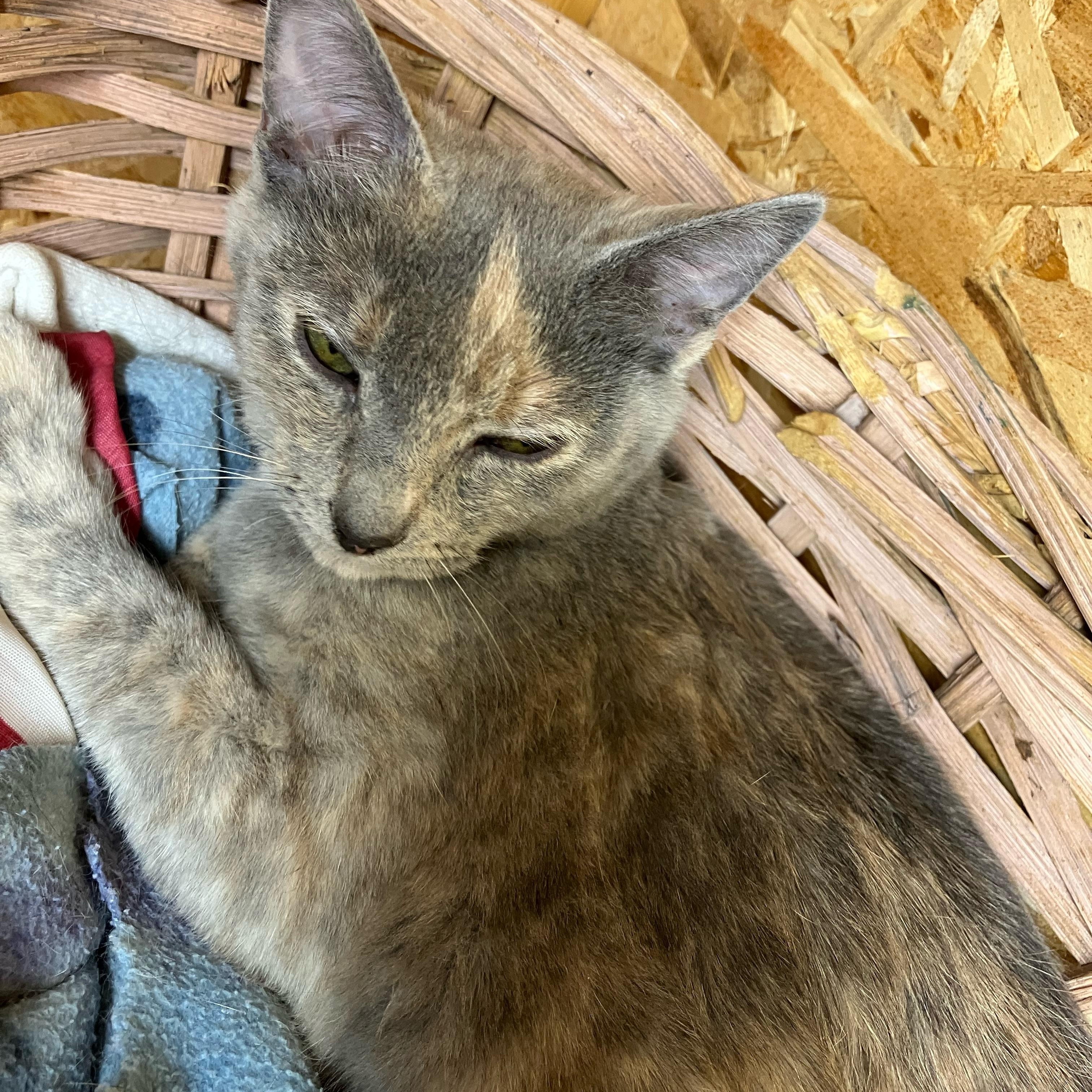 Pewter and Platinum, ADOPTABLE, Kitten Female Domestic Short Hair.