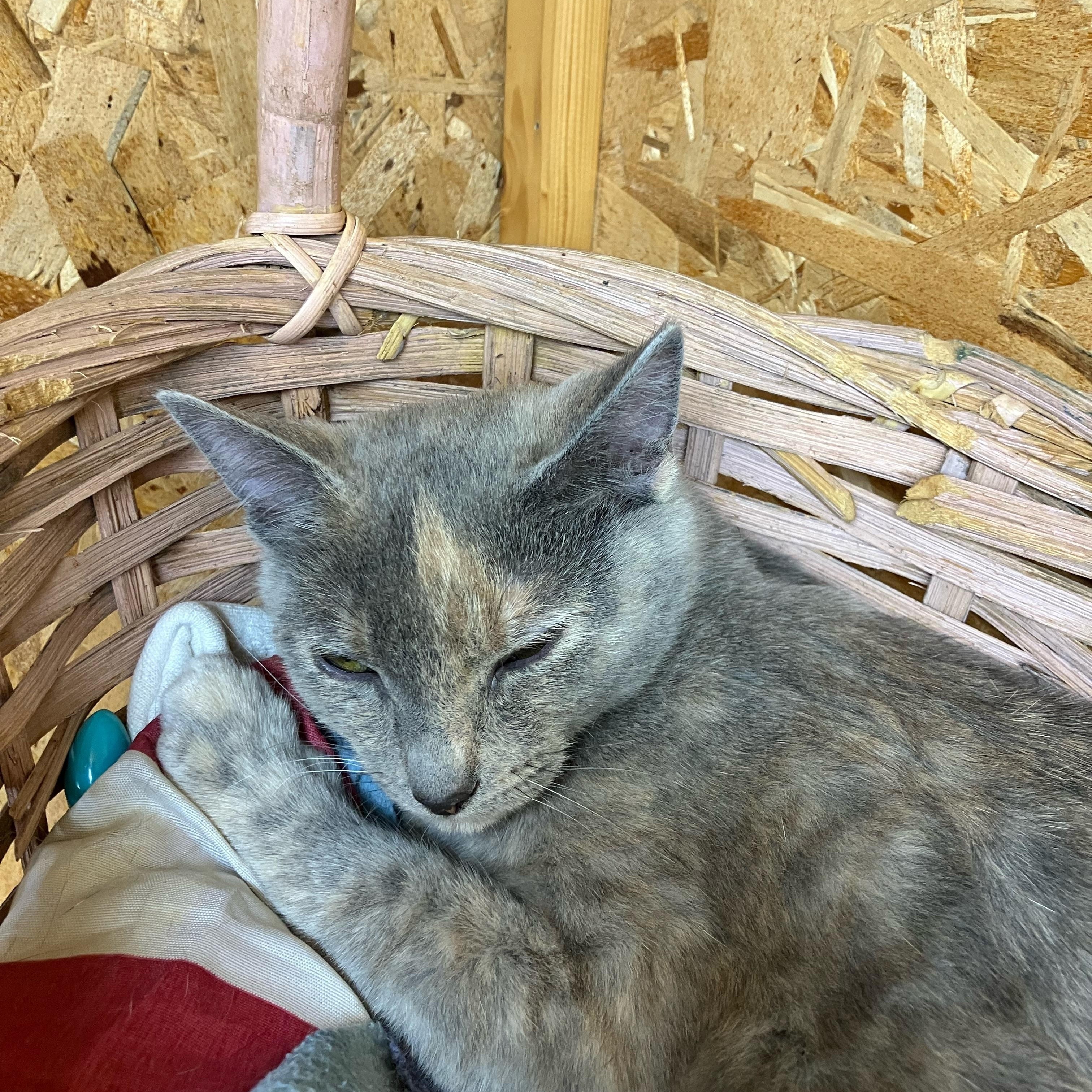 Enlarge Pewter and Platinum, a ADOPTABLE Domestic Short Hair in Portland, OR image 4/4