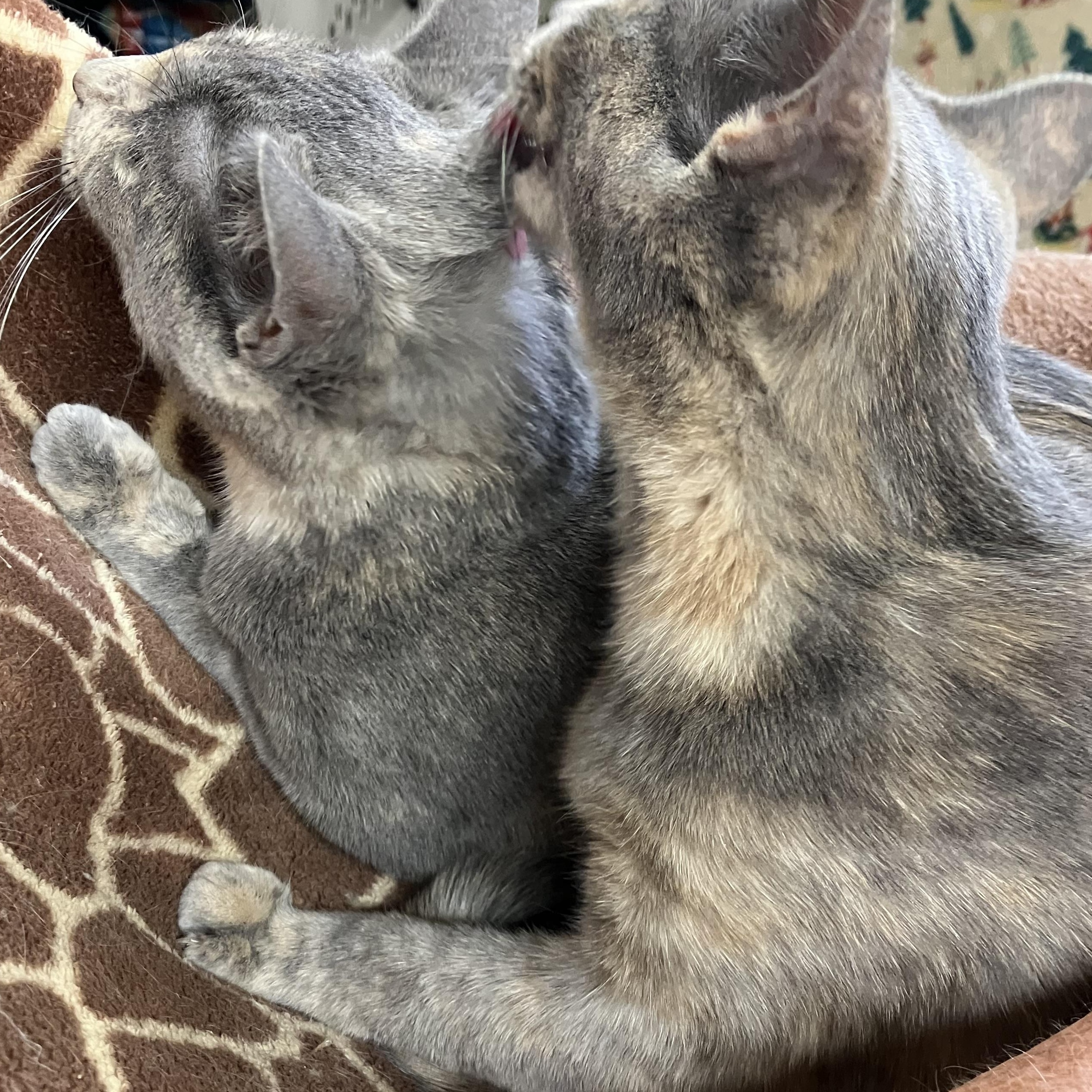 Enlarge Pewter and Platinum, a ADOPTABLE Domestic Short Hair in Portland, OR image 6/6