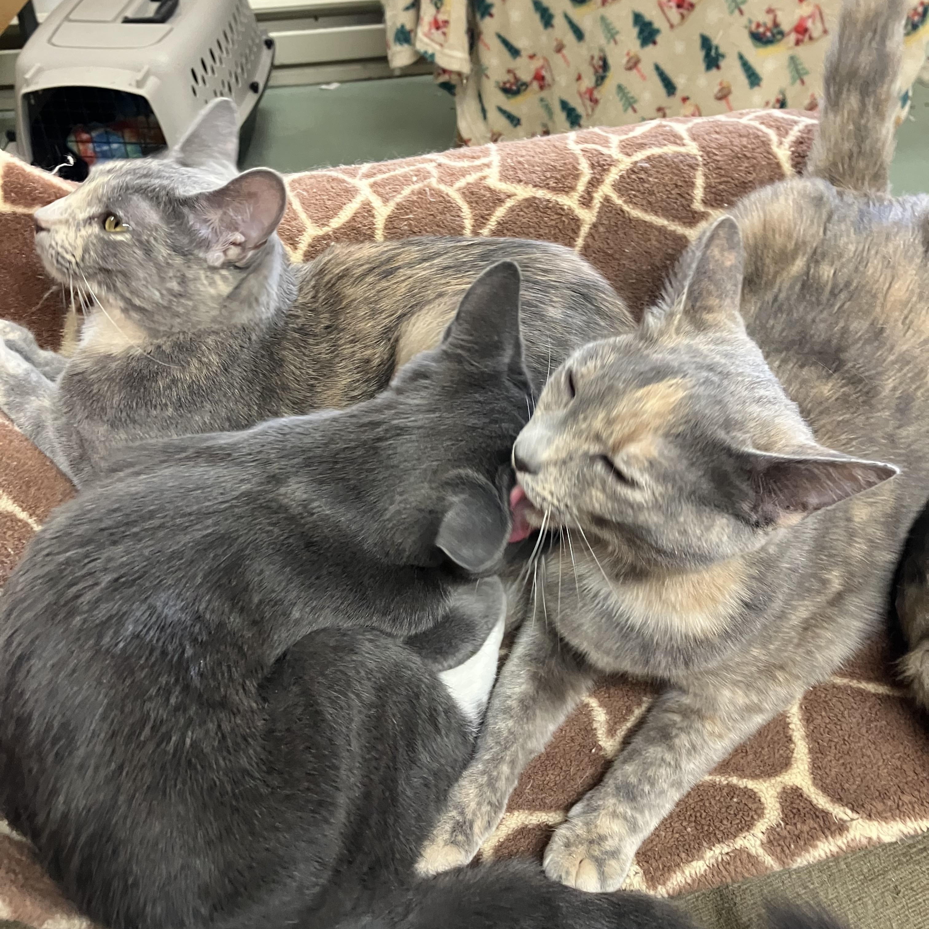 Enlarge Pewter and Platinum, a ADOPTABLE Domestic Short Hair in Portland, OR image 1/6