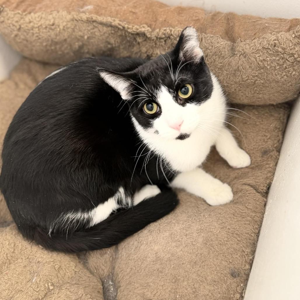 Enlarge Dexter, a Adoptable Domestic Short Hair in Portage, MI image 1/2