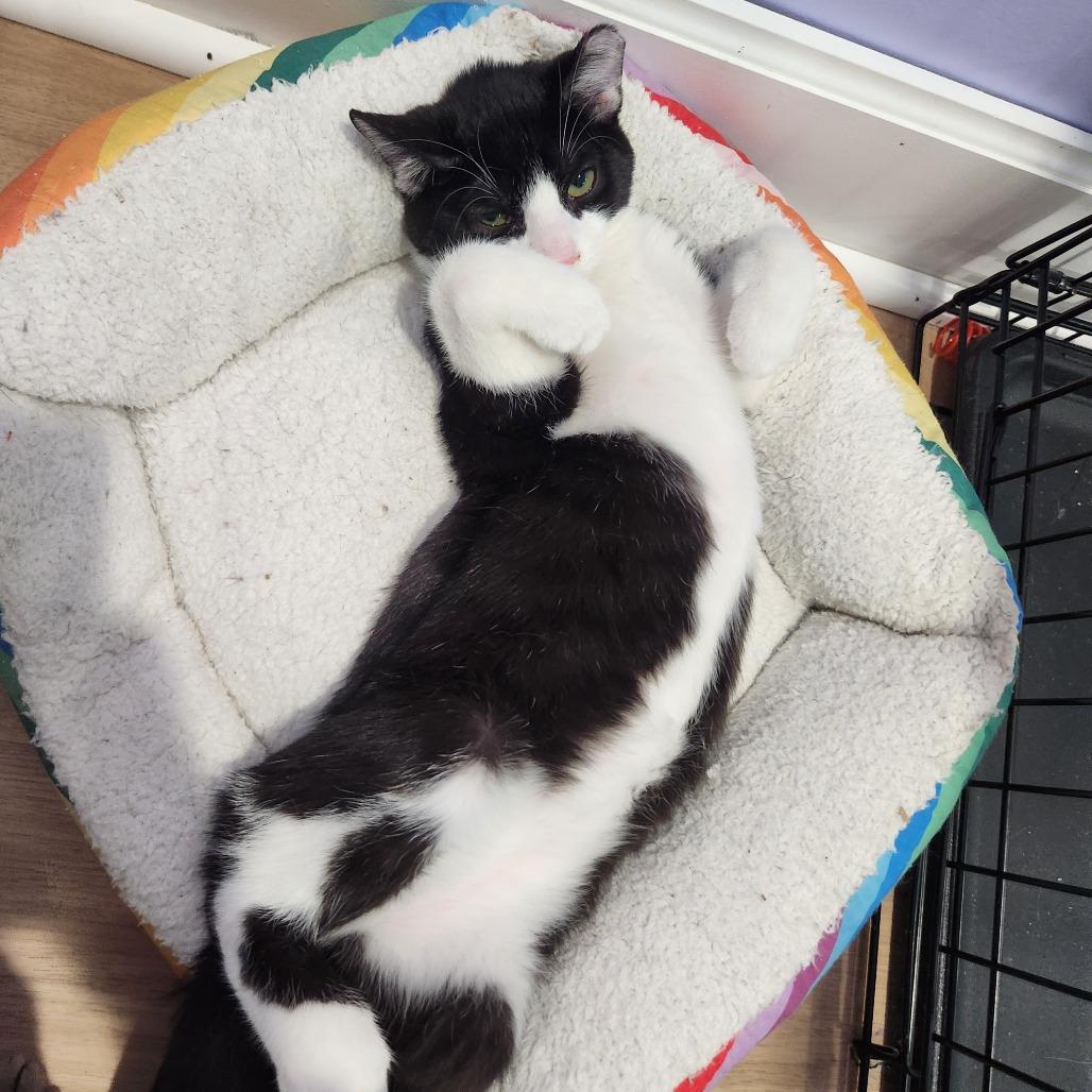 Enlarge Dexter, a Adoptable Domestic Short Hair in Portage, MI image 2/2