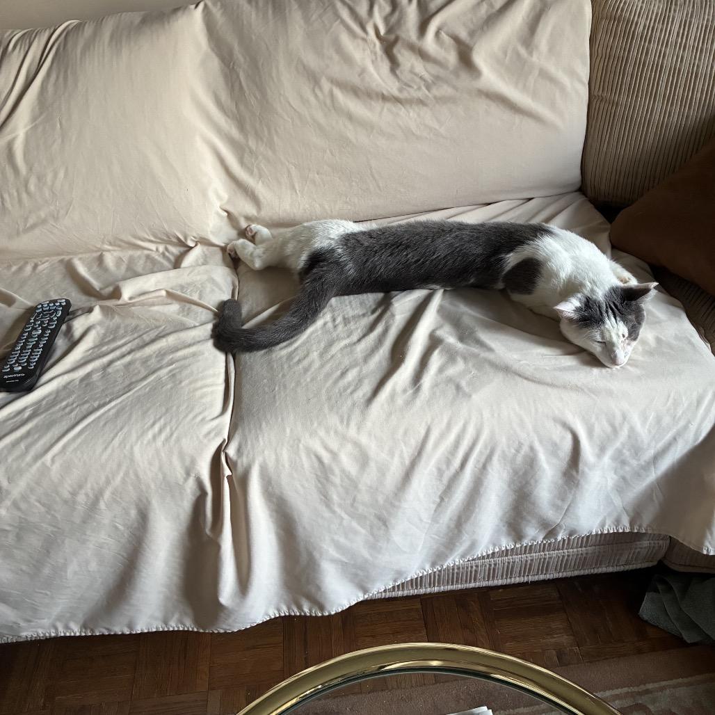 Jario, a Adoptable Domestic Short Hair in Middle Village, NY image 3/6