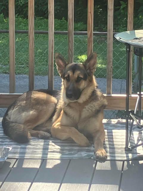 Zane (KID FRIENDLY), adoptable, Young Male German Shepherd Dog.