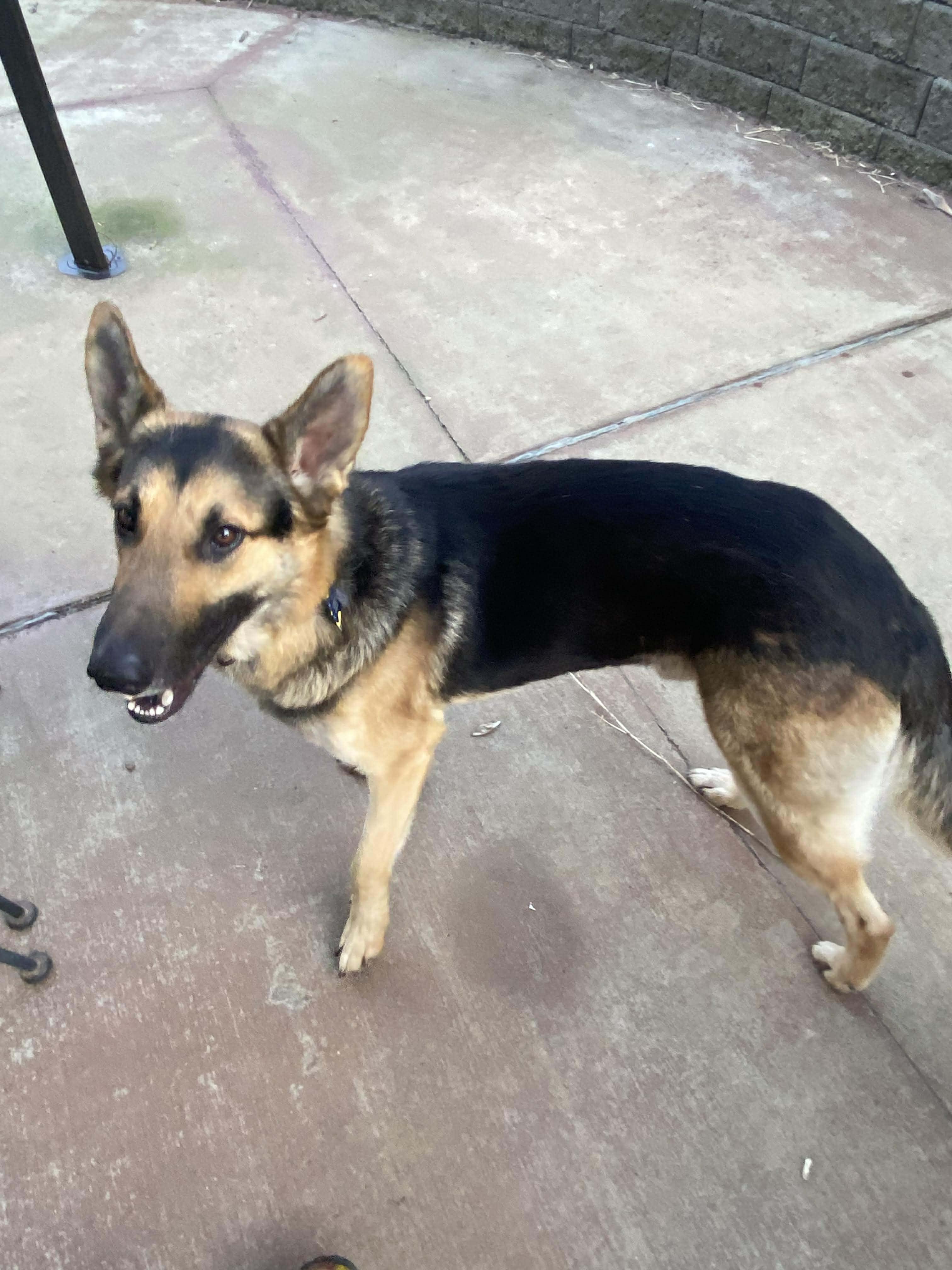 Enlarge Zane, an adopted German Shepherd Dog in Greeneville, TN image 3/5
