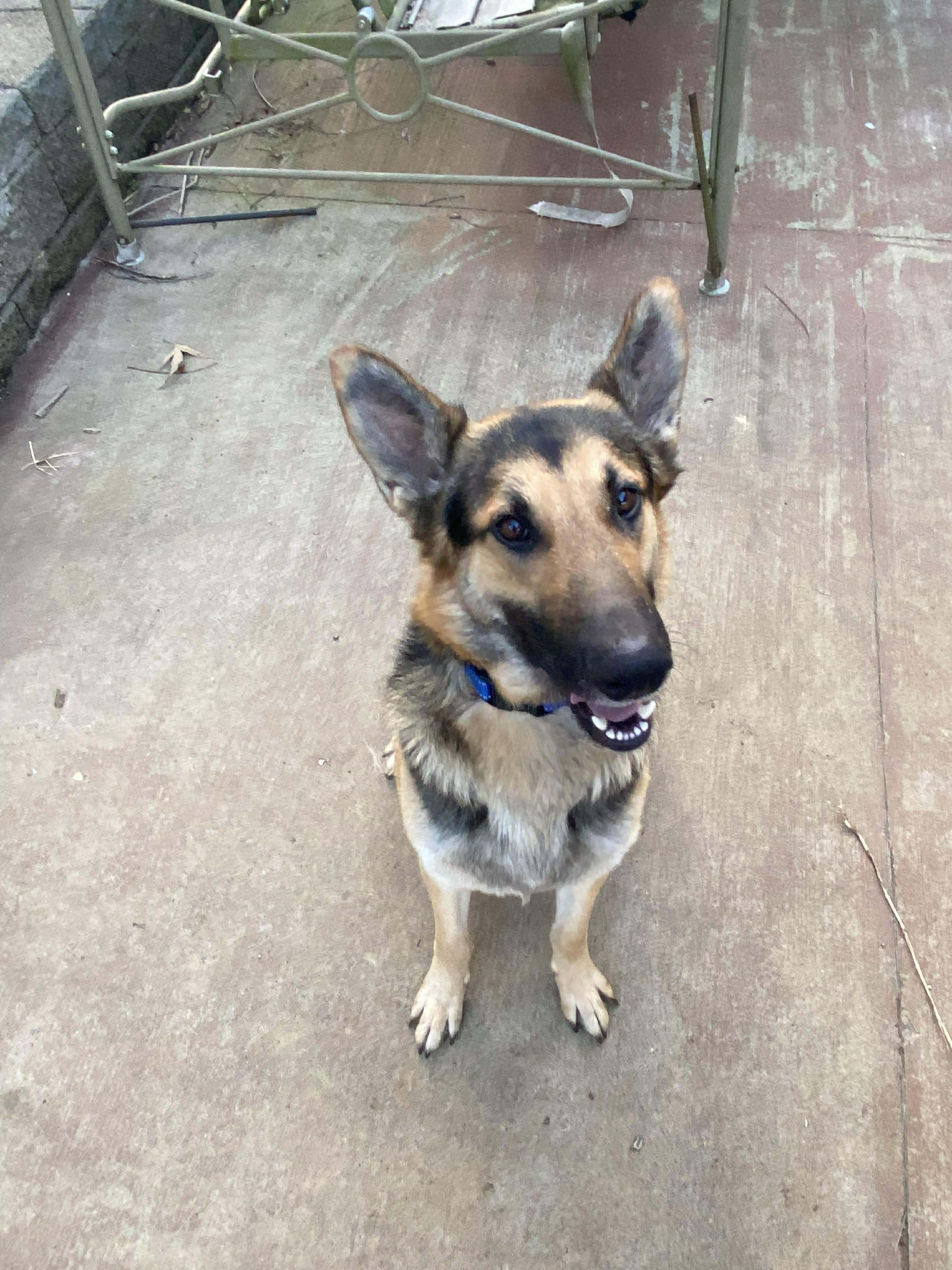 Enlarge Zane, an adopted German Shepherd Dog in Greeneville, TN image 1/5