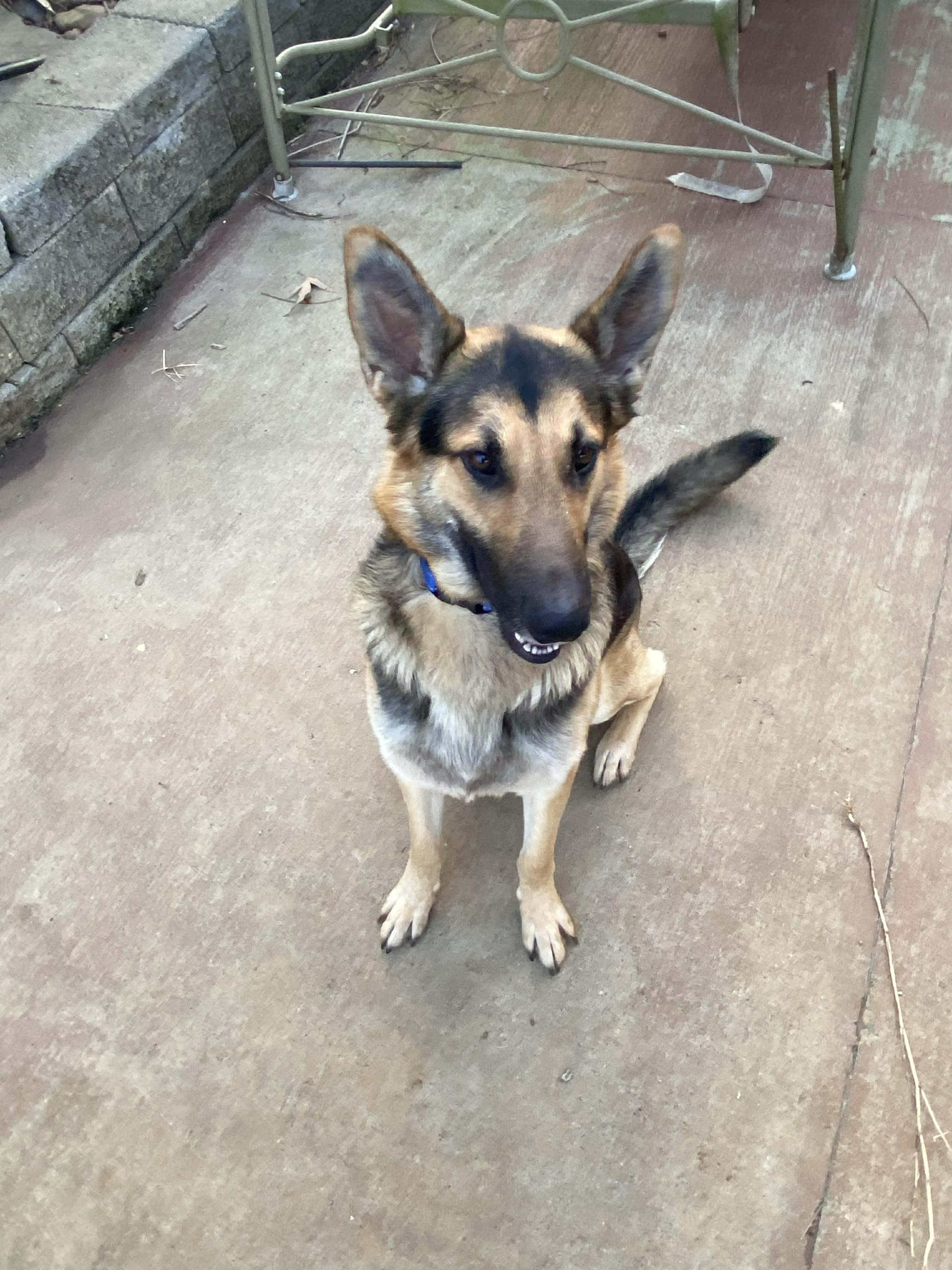 Enlarge Zane, an adopted German Shepherd Dog in Greeneville, TN image 4/5