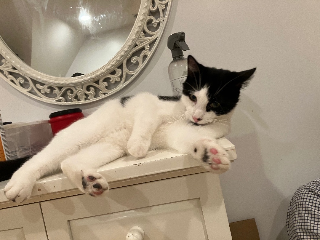 Enlarge BooBoo, a Adoptable mixed breed in Tifton, GA image 1/12