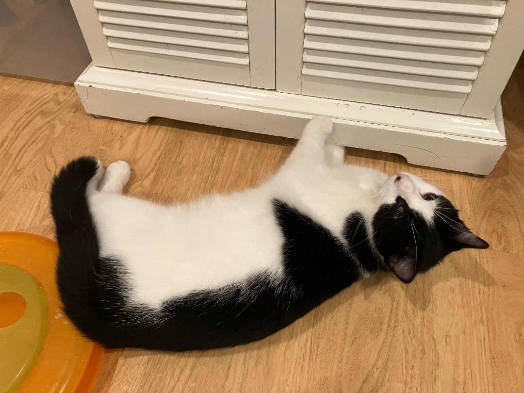 Enlarge BooBoo, a Adoptable mixed breed in Tifton, GA image 2/12