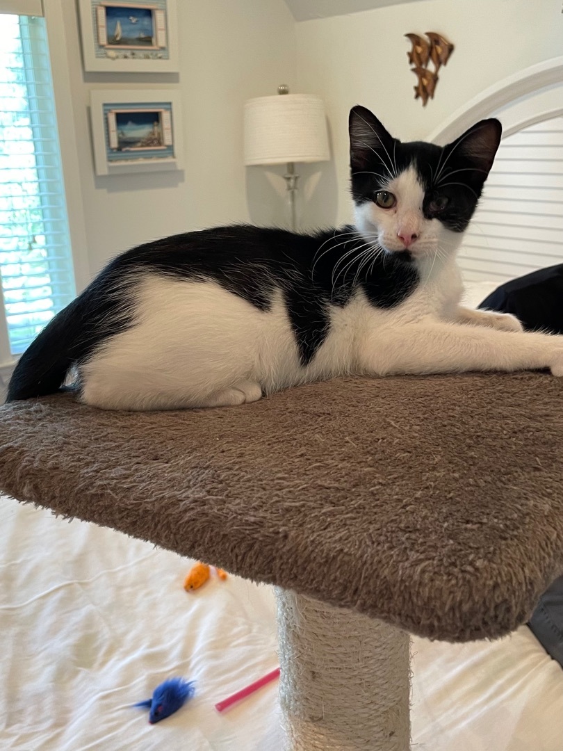 Enlarge BooBoo, a Adoptable mixed breed in Tifton, GA image 3/12